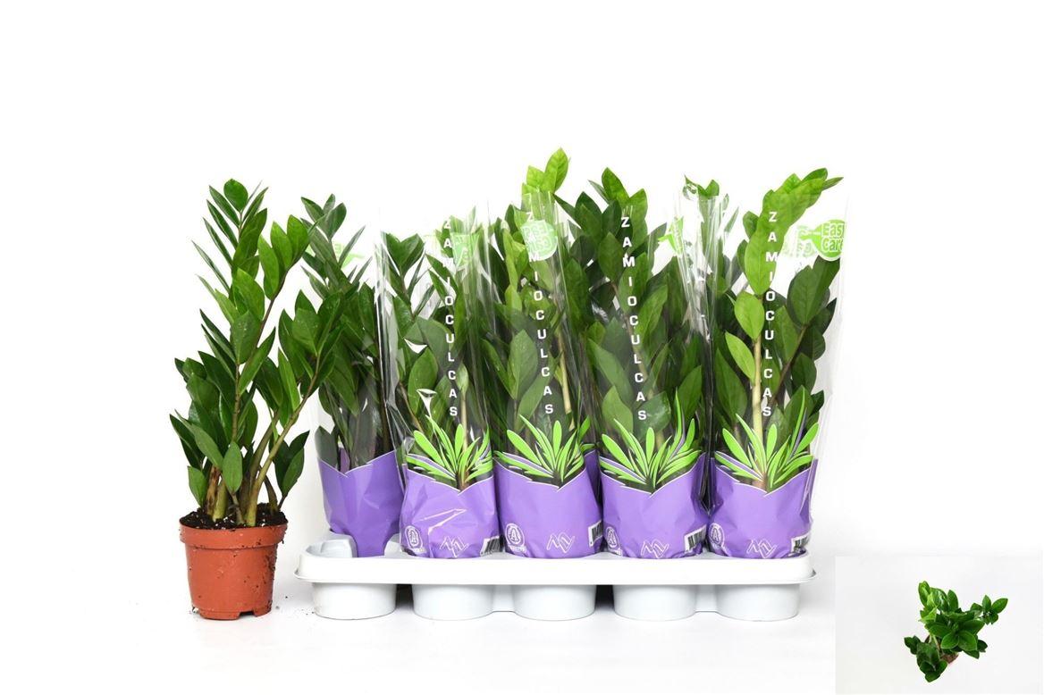 Горшечные цветы и растения оптом Zamioculcas 4+ от 10шт из Голландии с доставкой по России