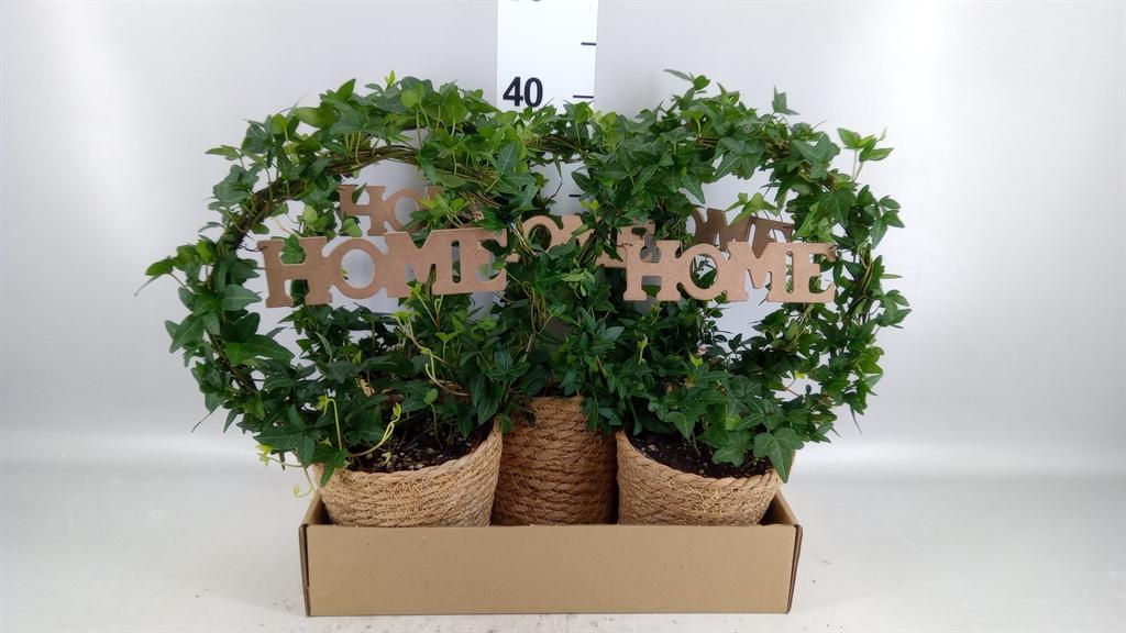 Горшечные цветы и растения оптом Hedera ...green Leafed A от 5шт из Голландии с доставкой по России