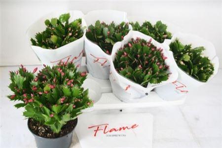 Горшечные цветы и растения оптом Schlumb Flame Gem 80+ от 6шт из Голландии с доставкой по России