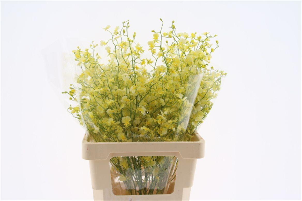 Срезанные цветы оптом Oncidium elena от 30шт из Голландии с доставкой по России