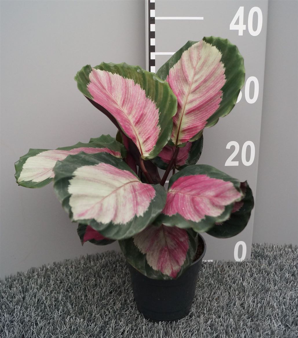 Горшечные цветы и растения оптом Calathea Roseo Rosy от 6шт из Голландии с доставкой по России