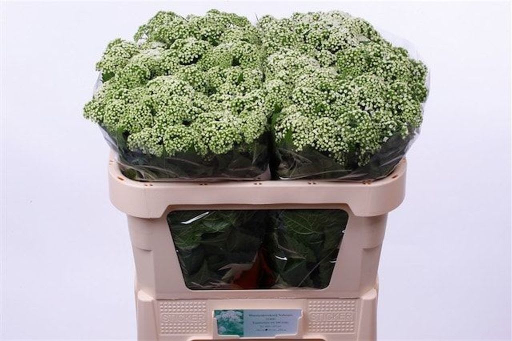 Срезанные цветы оптом Eupatorium white от 100шт из Голландии с доставкой по России