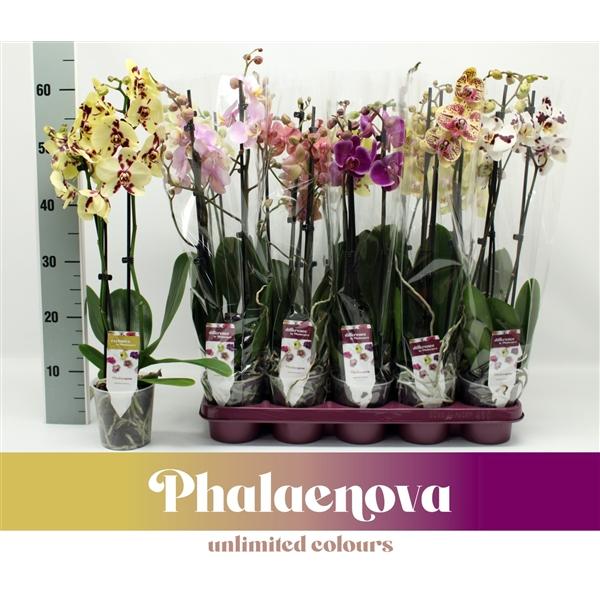 Горшечные цветы и растения оптом Phal 3st Mix 18+ (phalaenova) от 10шт из Голландии с доставкой по России