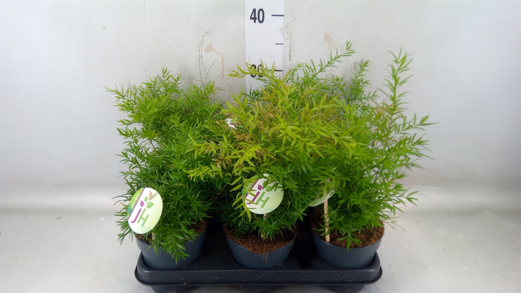 Горшечные цветы и растения оптом Asparagus   ...mix от 6шт из Голландии с доставкой по России