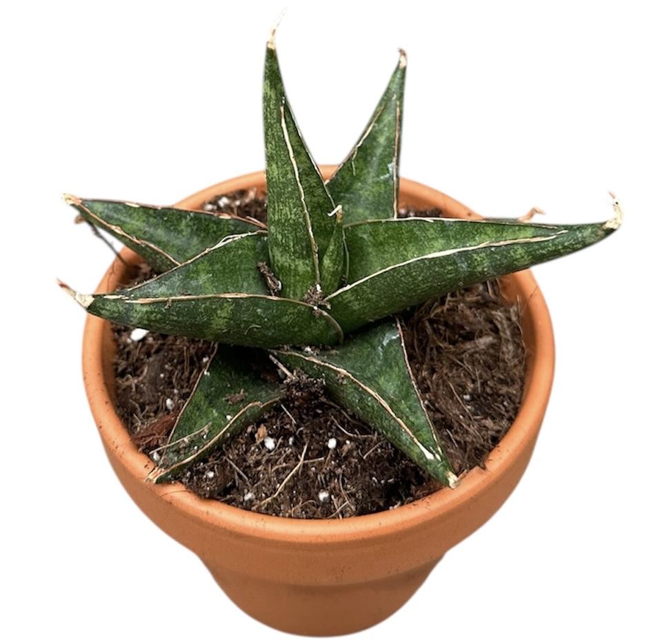 Горшечные цветы и растения оптом Sansevieria Prabu от 1шт (для телеги) из Голландии с доставкой по России