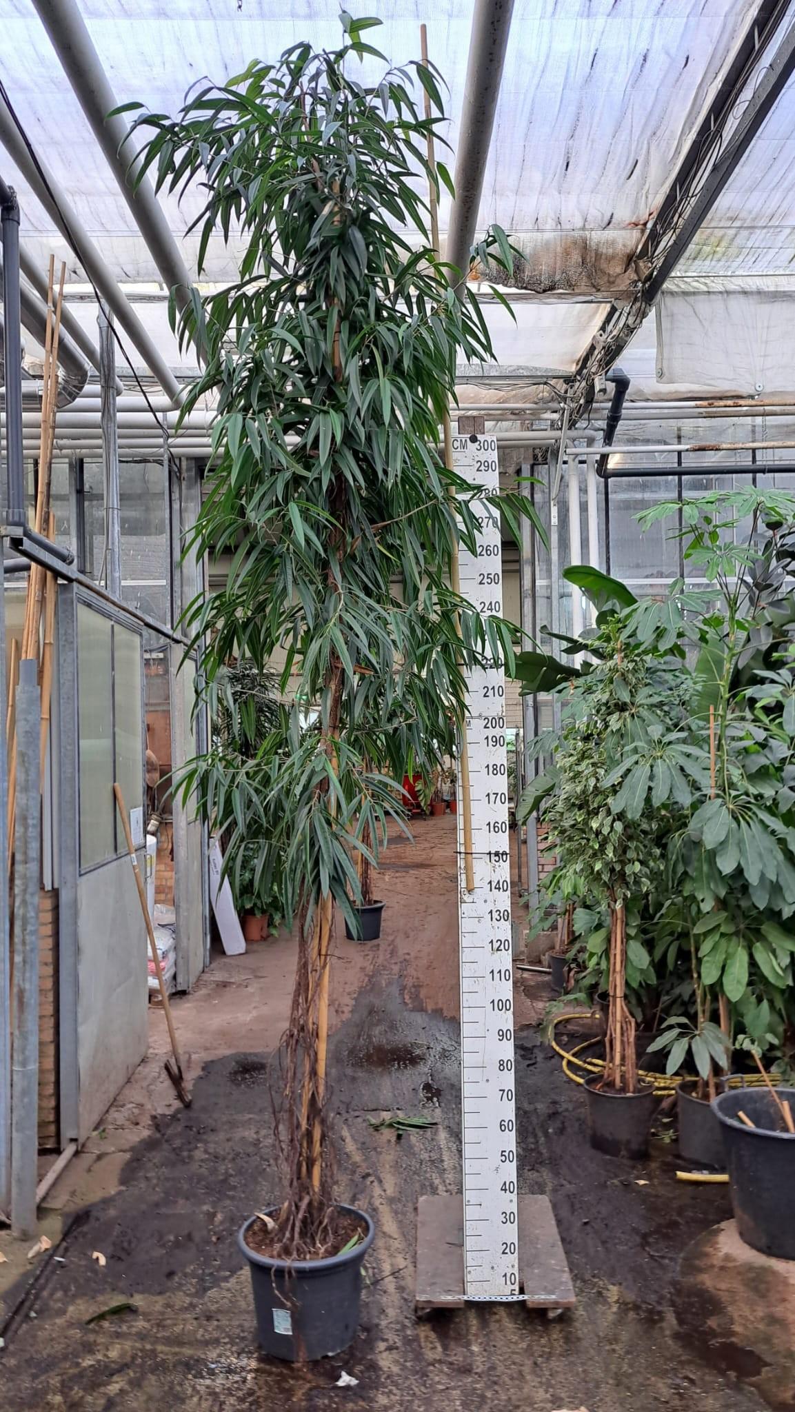 Горшечные цветы и растения оптом Ficus Alii Multistam 450 от 1шт из Голландии с доставкой по России
