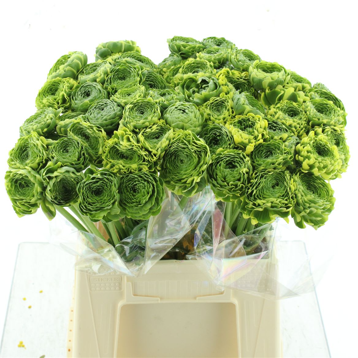 Срезанные цветы оптом Ranunculus pon pon riviera green от 60шт. из Голландии с доставкой по России