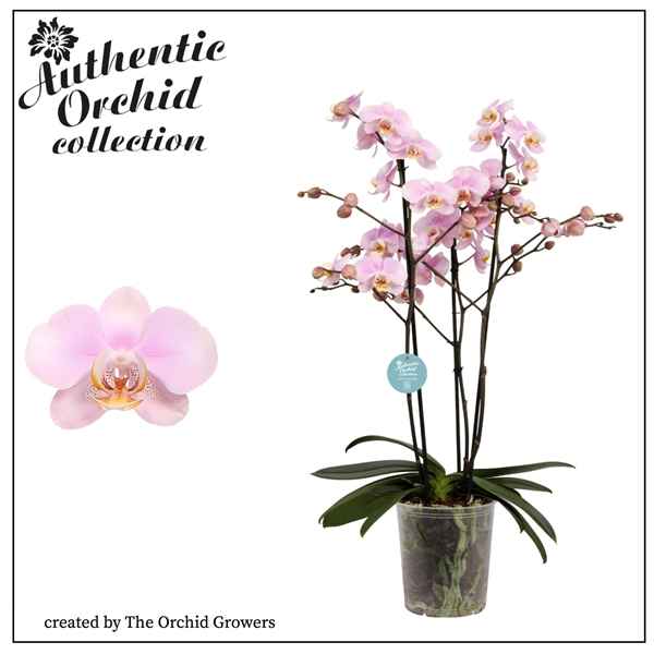 Горшечные цветы и растения оптом Phal 3st Marvellous Light Pink 40+ Authentic от 6шт из Голландии с доставкой по России
