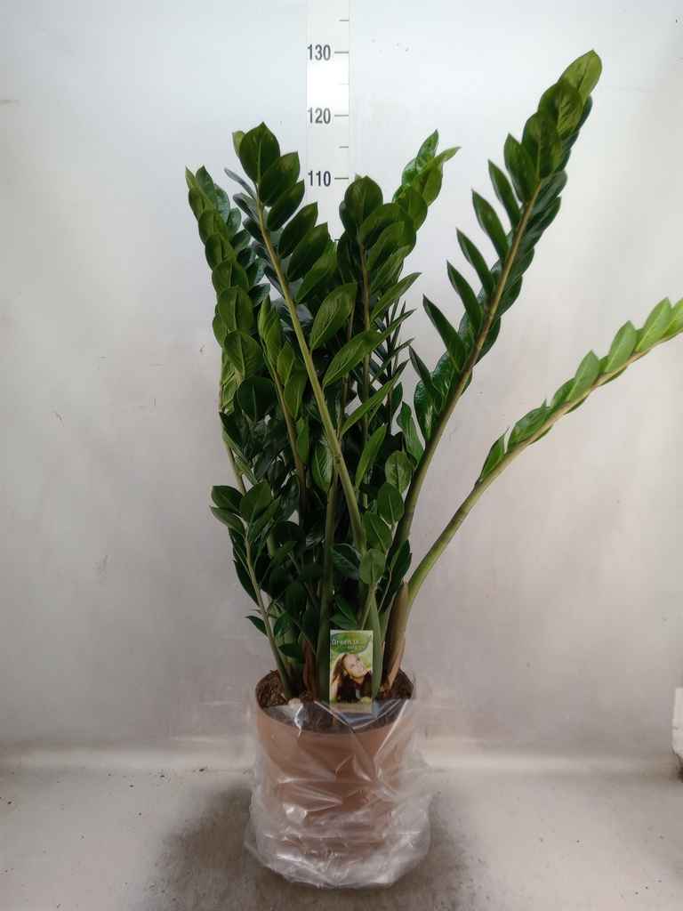 Горшечные цветы и растения оптом Zamioculcas Zamiifolia от 1шт из Голландии с доставкой по России