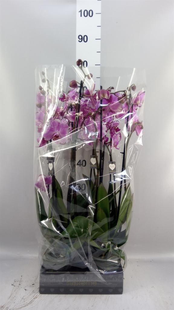 Горшечные цветы и растения оптом Phalaenopsis ...rose от 5шт из Голландии с доставкой по России