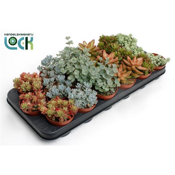 Горшечные цветы и растения оптом Sedum Mix от 12шт (для телеги) из Голландии с доставкой по России