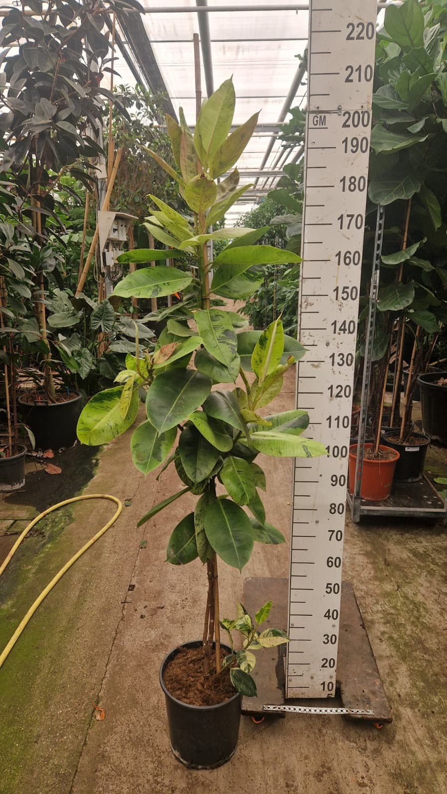 Горшечные цветы и растения оптом Ficus Shivereana Moonshine Stam от 1шт из Голландии с доставкой по России