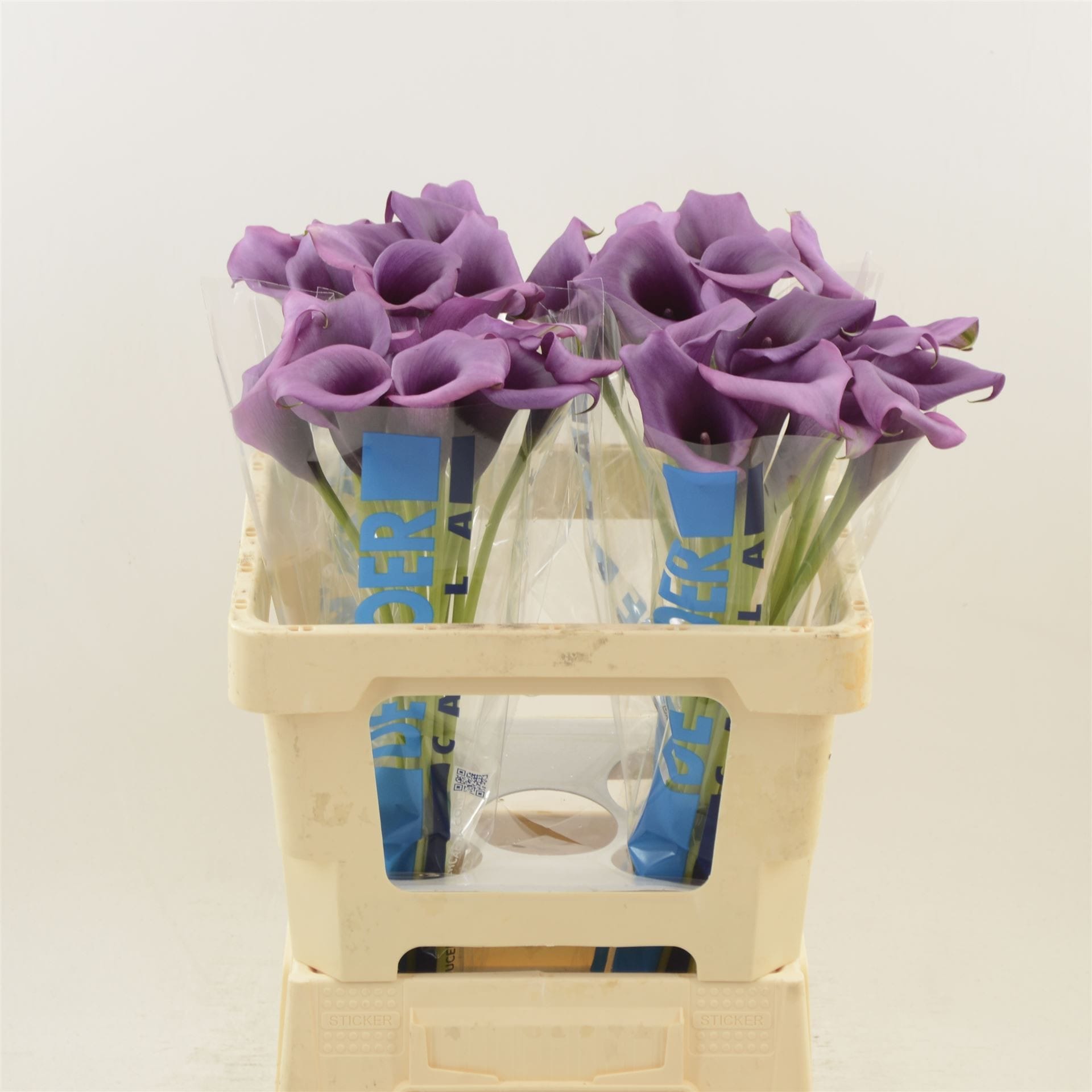 Срезанные цветы оптом Zantedeschia durban от 40шт из Голландии с доставкой по России