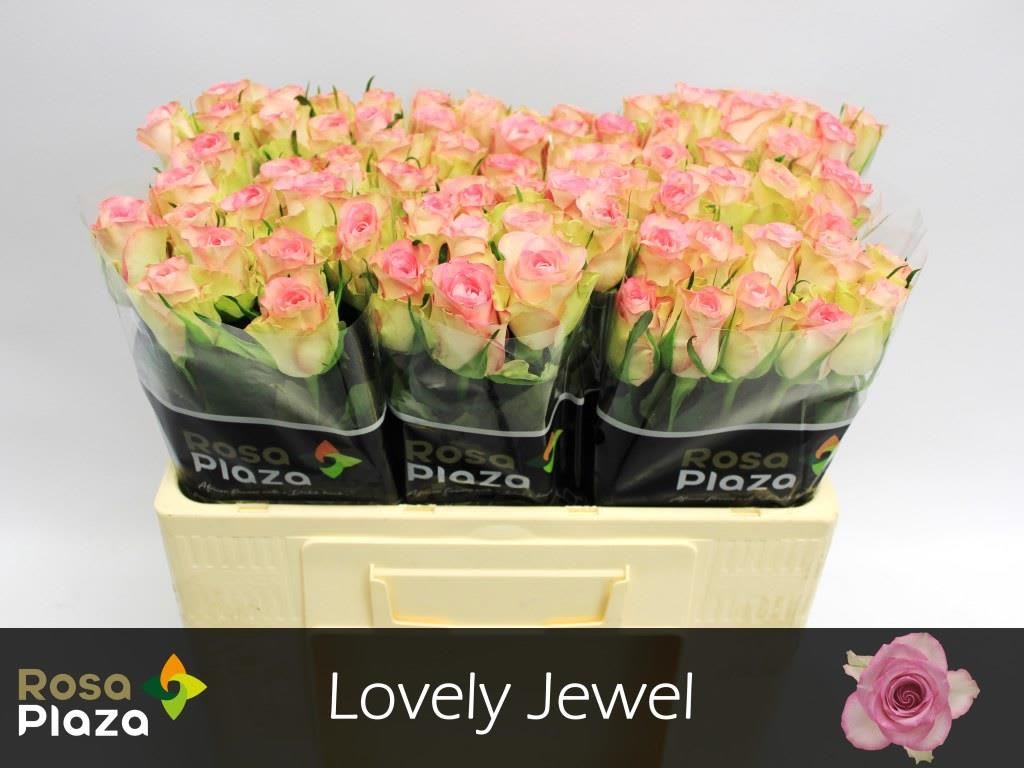 Срезанные цветы оптом Rosa large lovely jewel от 80шт. из Голландии с доставкой по России
