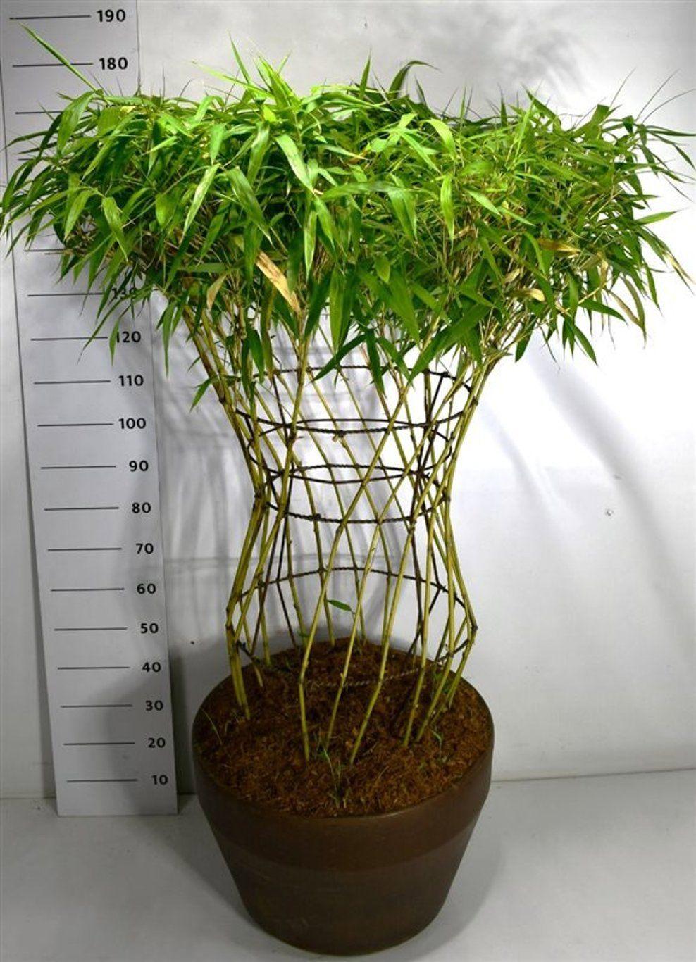 Горшечные цветы и растения оптом Bambusa Metake от 1шт из Голландии с доставкой по России