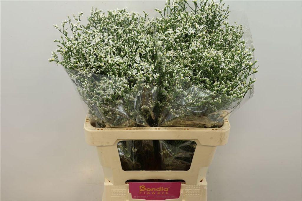 Срезанные цветы оптом Limonium china white от 50шт из Голландии с доставкой по России