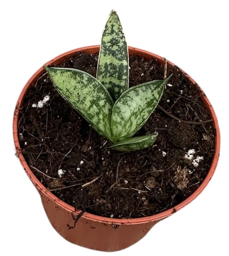 Горшечные цветы и растения оптом Sansevieria Zebra от 1шт (для телеги) из Голландии с доставкой по России
