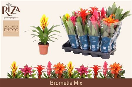 Горшечные цветы и растения оптом Bromelia Gem 6 Srt от 10шт из Голландии с доставкой по России