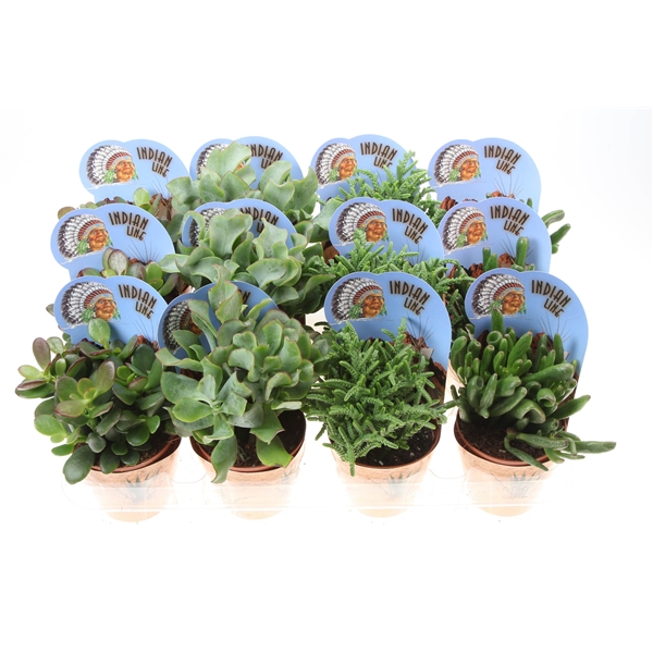 Горшечные цветы и растения оптом Crassula Mix Potcover Indian Line от 12шт (для телеги) из Голландии с доставкой по России