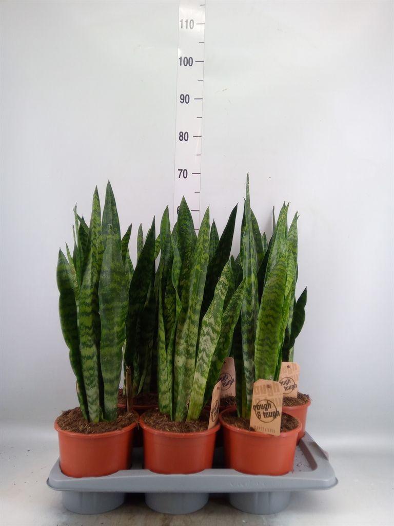 Горшечные цветы и растения оптом Sansevieria Zeylanica от 6шт из Голландии с доставкой по России