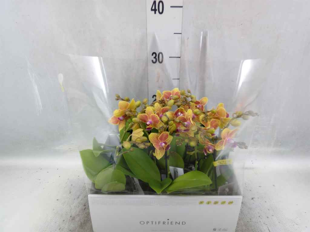 Горшечные цветы и растения оптом Phalaenopsis Multi.   ...orange от 8шт из Голландии с доставкой по России