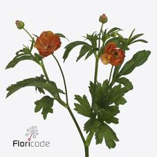 Срезанные цветы оптом Ranunculus butterfly minoan от 40шт из Голландии с доставкой по России