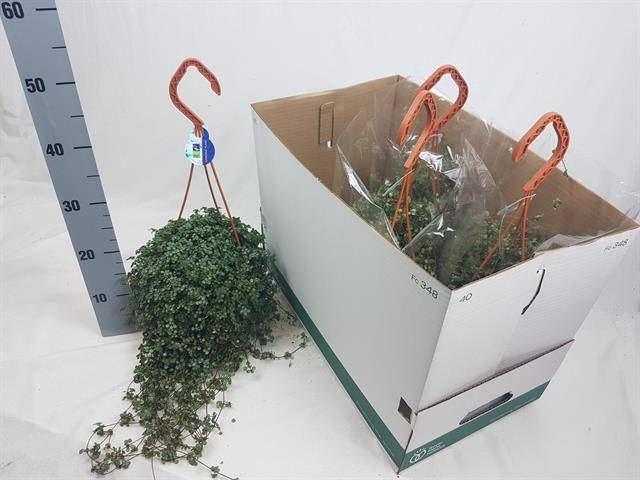 Горшечные цветы и растения оптом Pilea Glaucophylla от 4шт из Голландии с доставкой по России