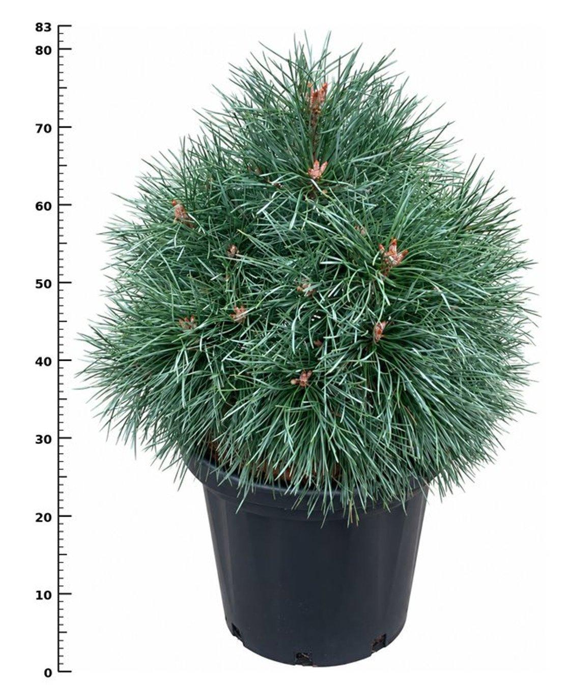 Горшечные цветы и растения оптом Pinus Sylv Chantry Blue от 1шт из Голландии с доставкой по России