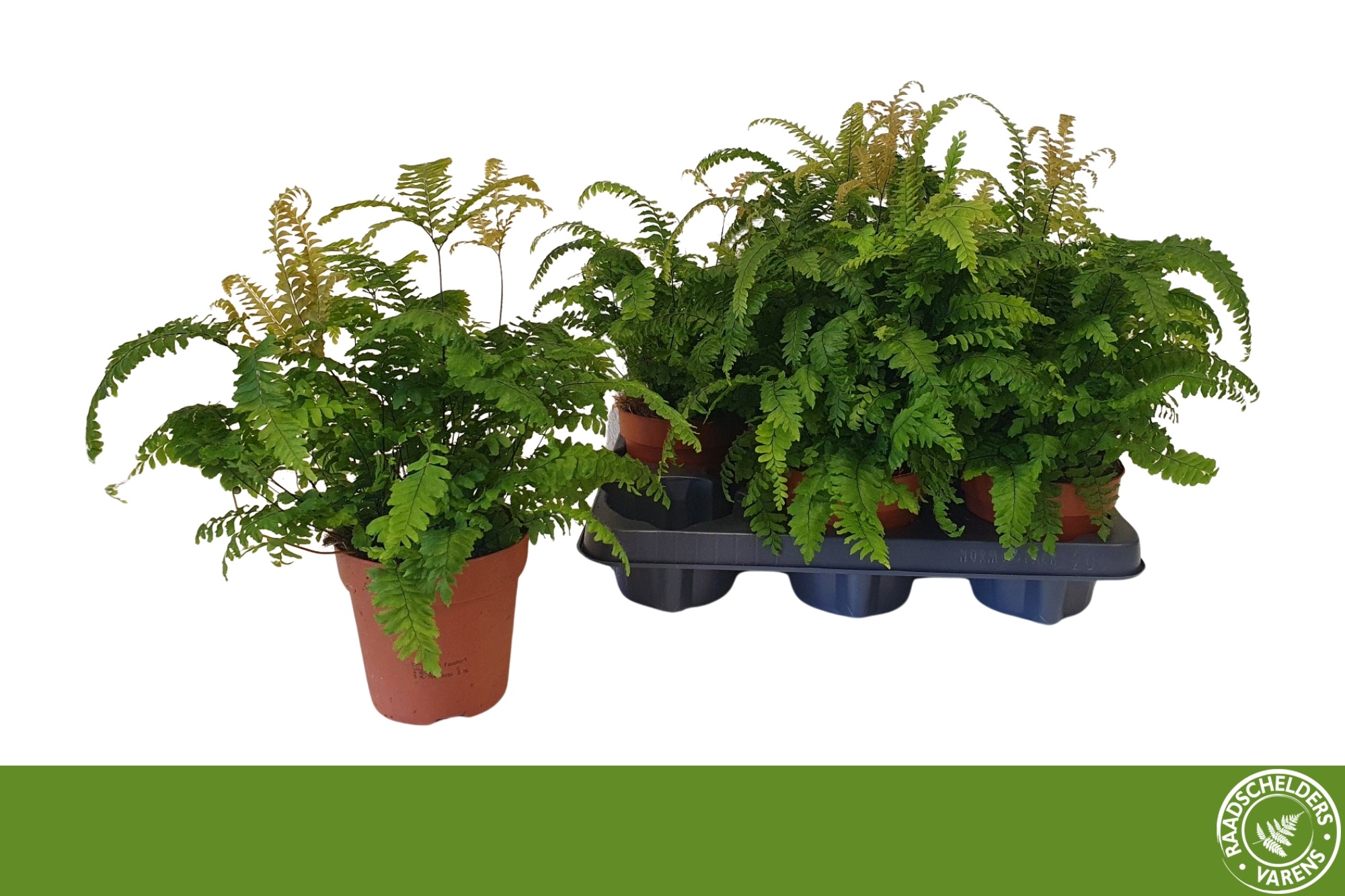 Горшечные цветы и растения оптом Adian Bronze Venus от 6шт из Голландии с доставкой по России