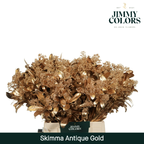 Срезанные цветы оптом Skimmia paint antique gold от 10шт из Голландии с доставкой по России