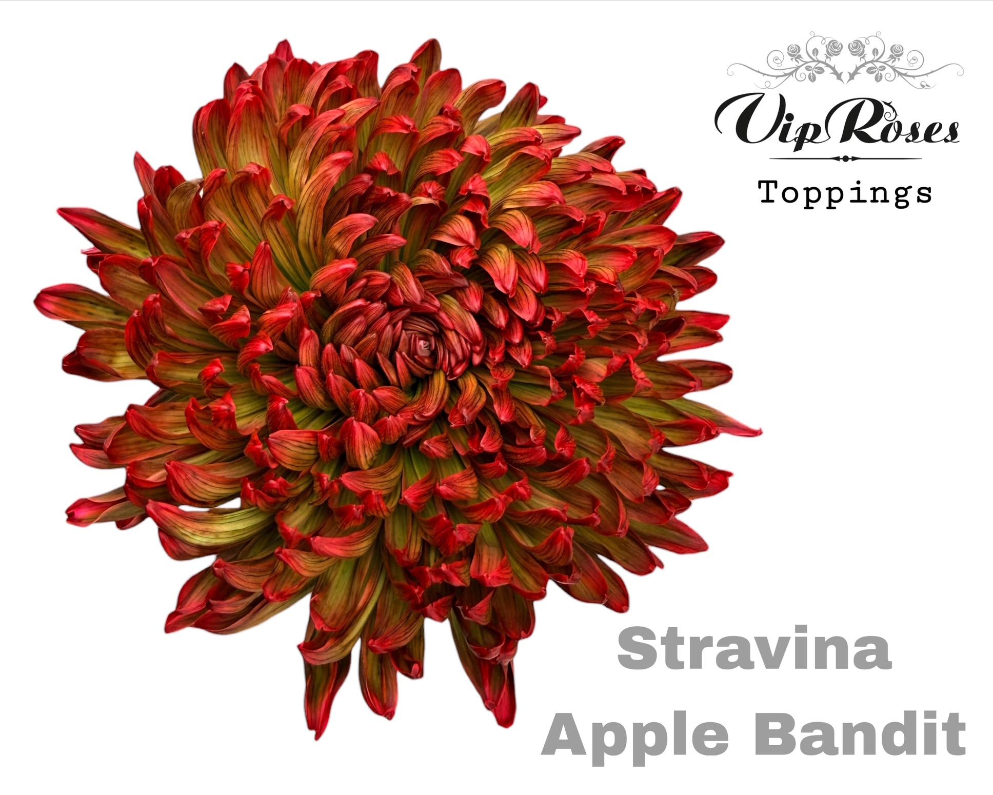 Срезанные цветы оптом Chrys bl paint stravina apple bandit от 20шт из Голландии с доставкой по России
