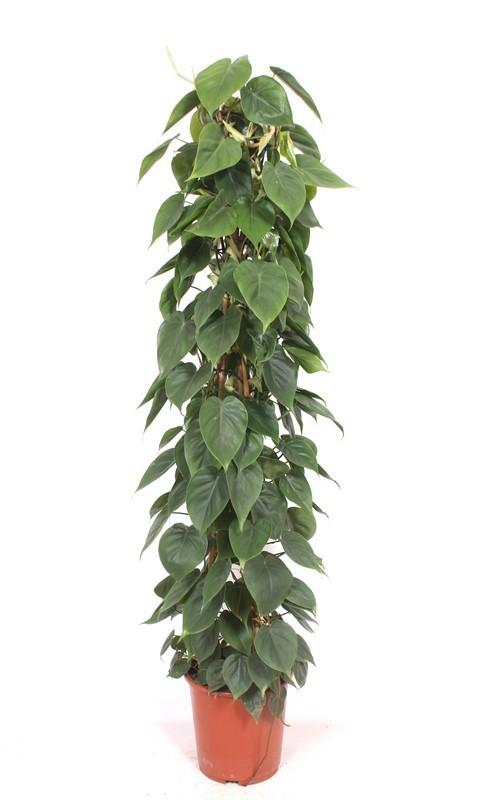 Горшечные цветы и растения оптом Philodendron Scandens Piramide A от 1шт из Голландии с доставкой по России