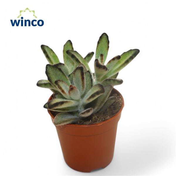 Горшечные цветы и растения оптом Kalanchoe Tomentosa Nigra от 20шт (для телеги) из Голландии с доставкой по России