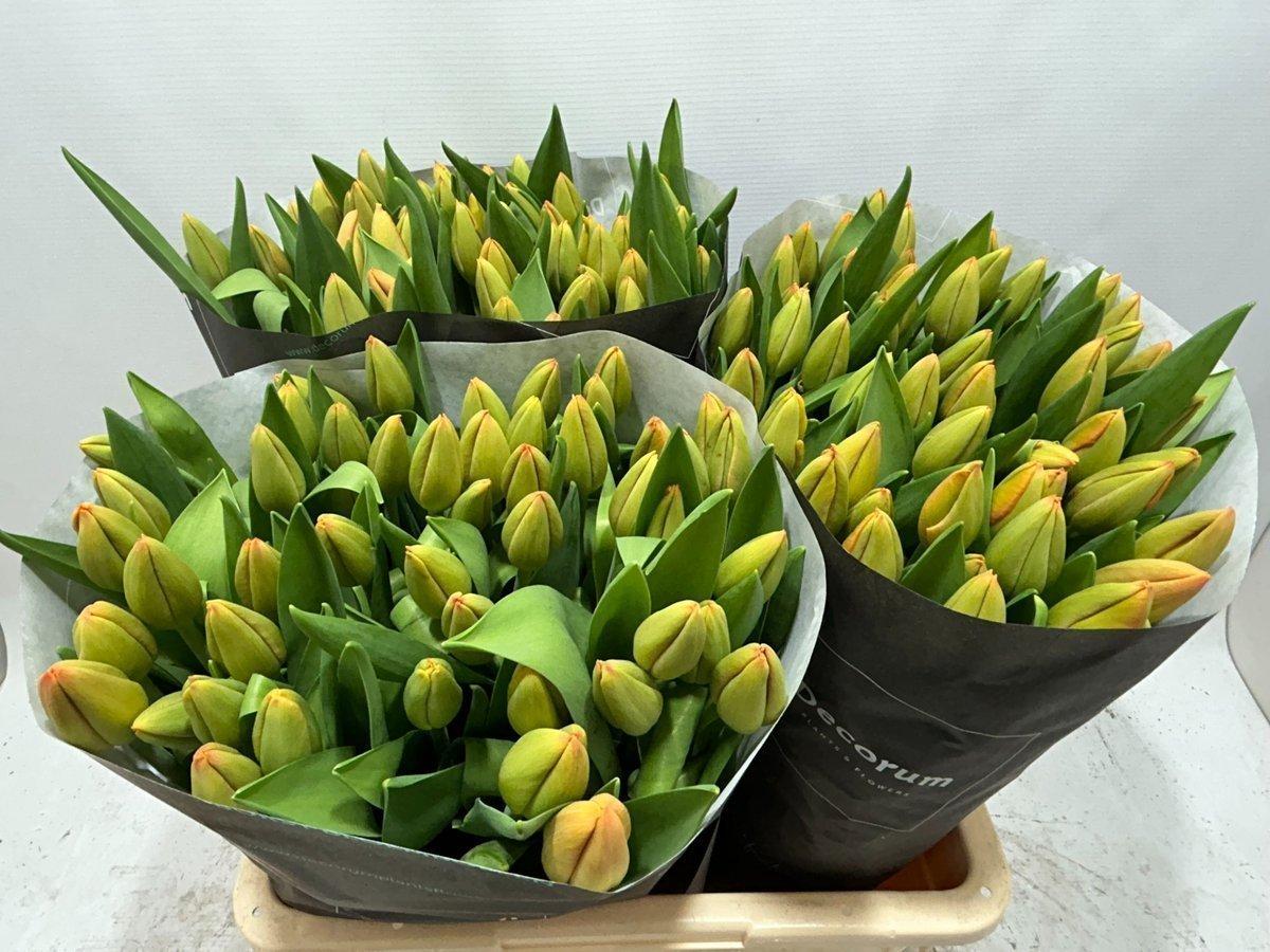 Срезанные цветы оптом Tulipa si time out от 150шт из Голландии с доставкой по России