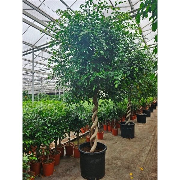 Горшечные цветы и растения оптом Ficus Be Exotica Double Spiral Stem от 1шт из Голландии с доставкой по России