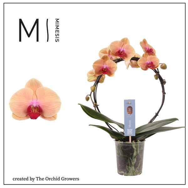 Горшечные цветы и растения оптом Phal 2st Moon Salmon 16+ (orchid Growers) от 4шт из Голландии с доставкой по России