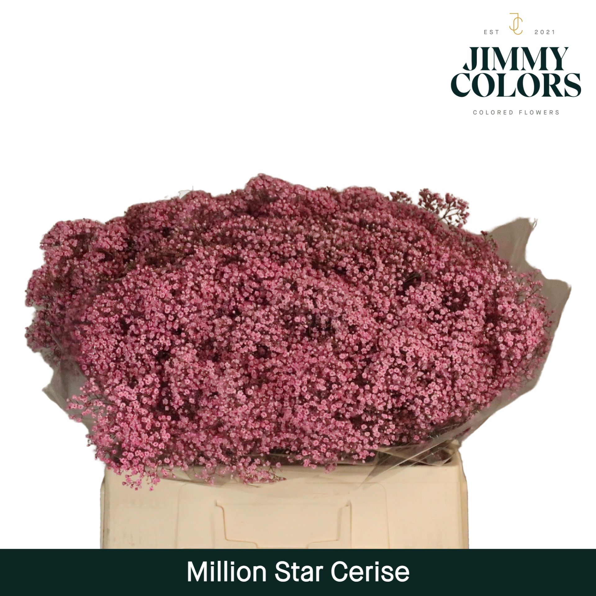 Срезанные цветы оптом Gyps fine paint cerise от 25шт из Голландии с доставкой по России