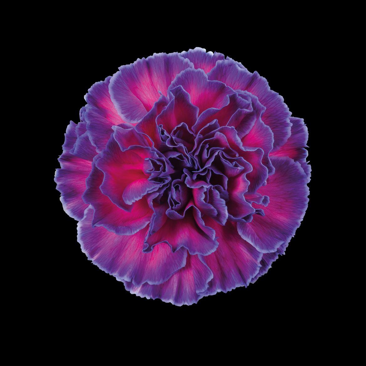 Срезанные цветы оптом Dianthus st paint expression от 80шт из Голландии с доставкой по России