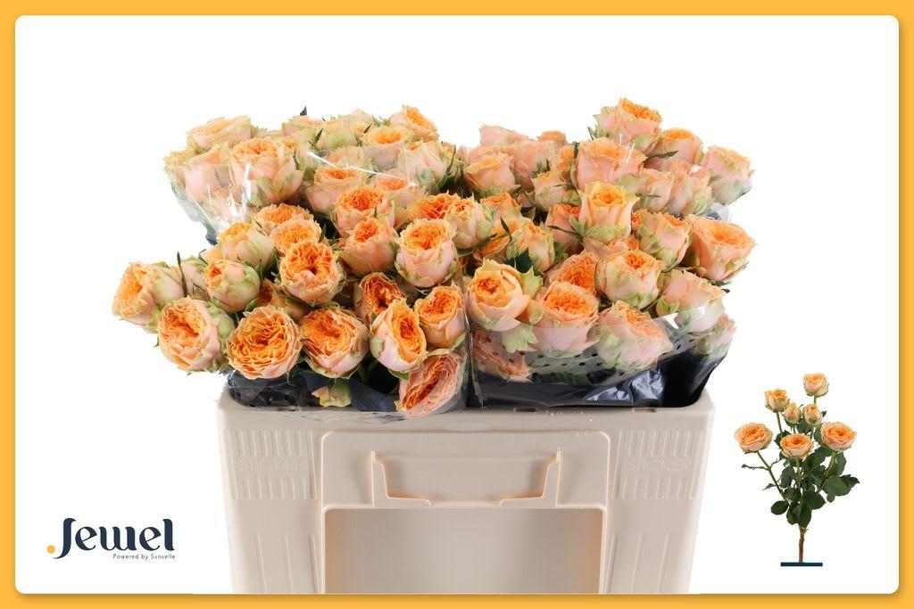 Срезанные цветы оптом Rosa spray limasol от 30шт из Голландии с доставкой по России