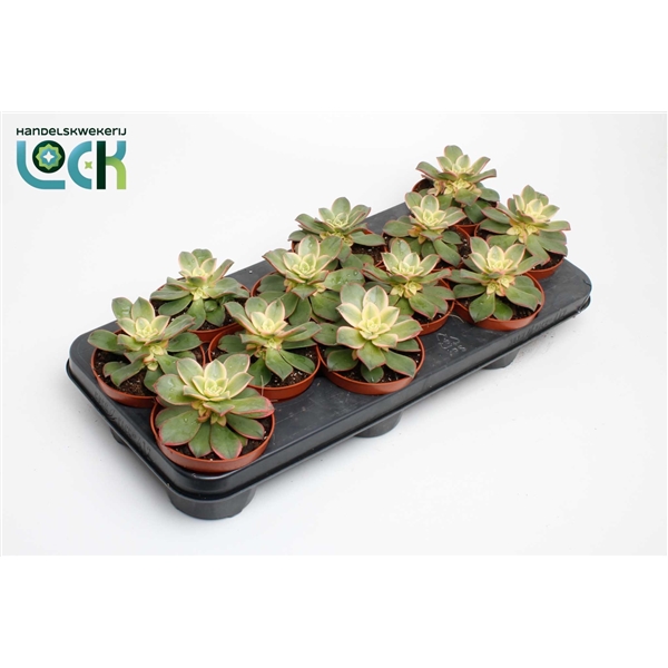 Горшечные цветы и растения оптом Aeonium Tricolor от 12шт из Голландии с доставкой по России