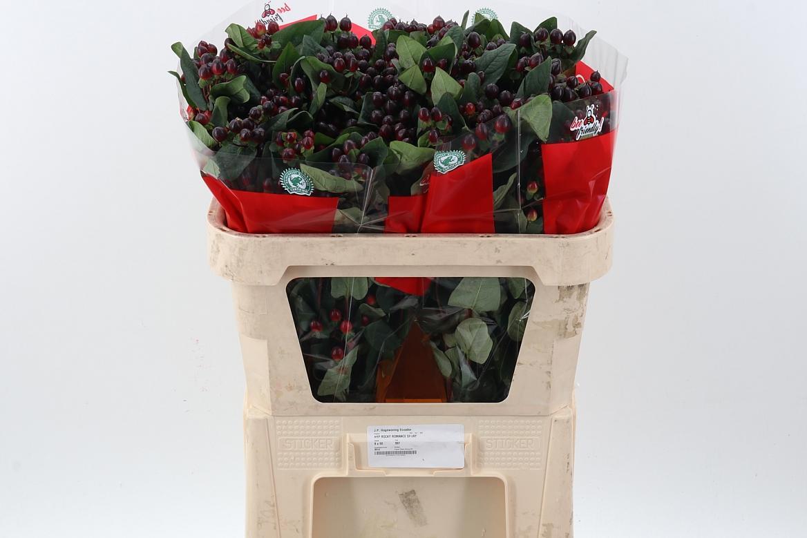 Срезанные цветы оптом Hypericum rocky romance spray от 50шт из Голландии с доставкой по России