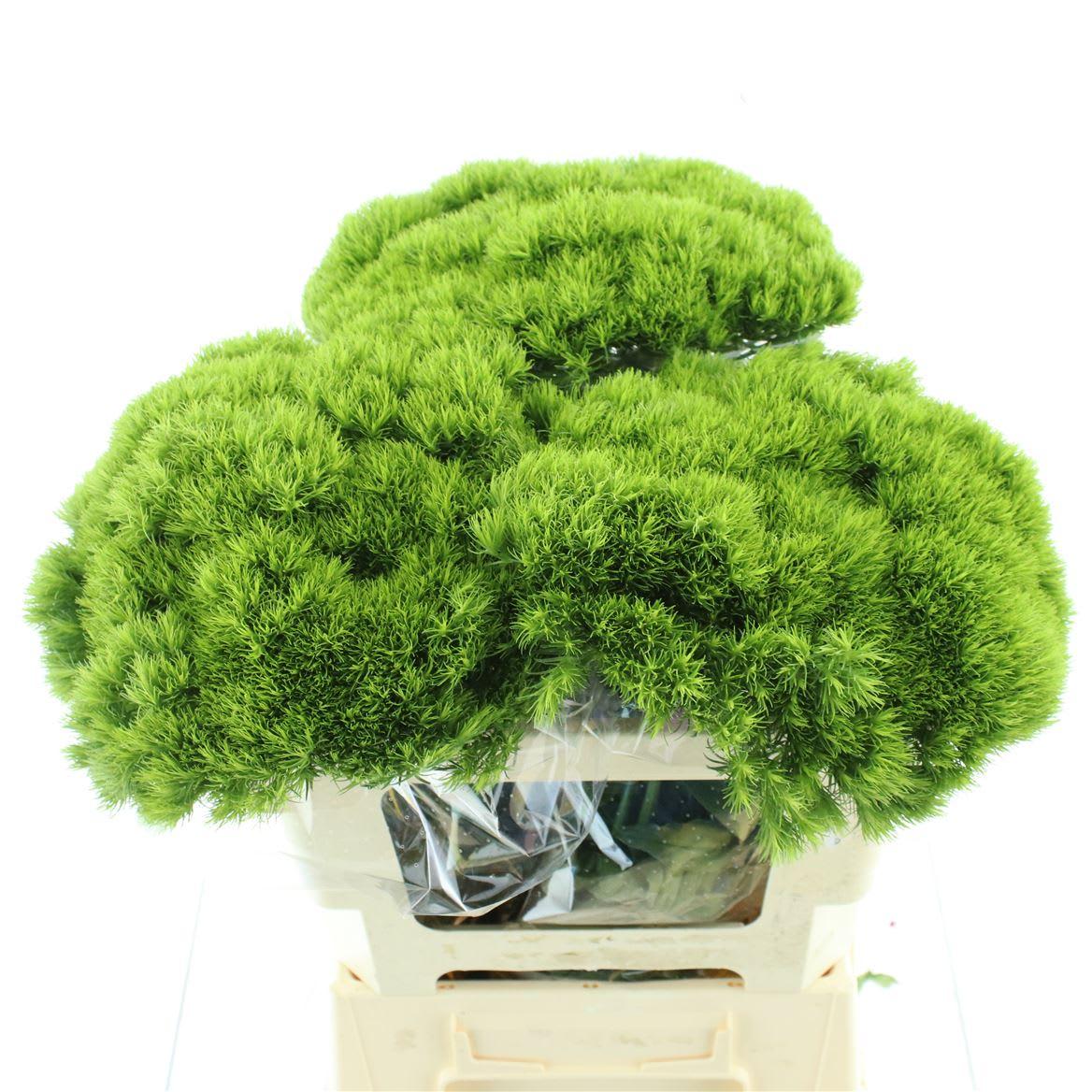 Срезанные цветы оптом Dianthus br kiwi mellow от 30шт из Голландии с доставкой по России