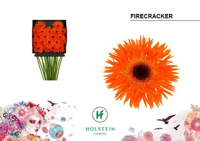 Срезанные цветы оптом Gerbera diamond gerspider firecracker от 20шт из Голландии с доставкой по России