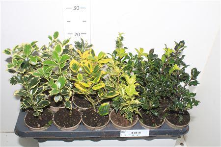 Горшечные цветы и растения оптом Ilex Ov от 18шт (для телеги) из Голландии с доставкой по России