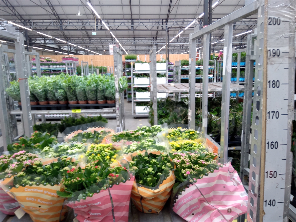 Горшечные цветы и растения оптом Kalanchoe Blos.   ..rosebud Mix  5 от 1шт из Голландии с доставкой по России