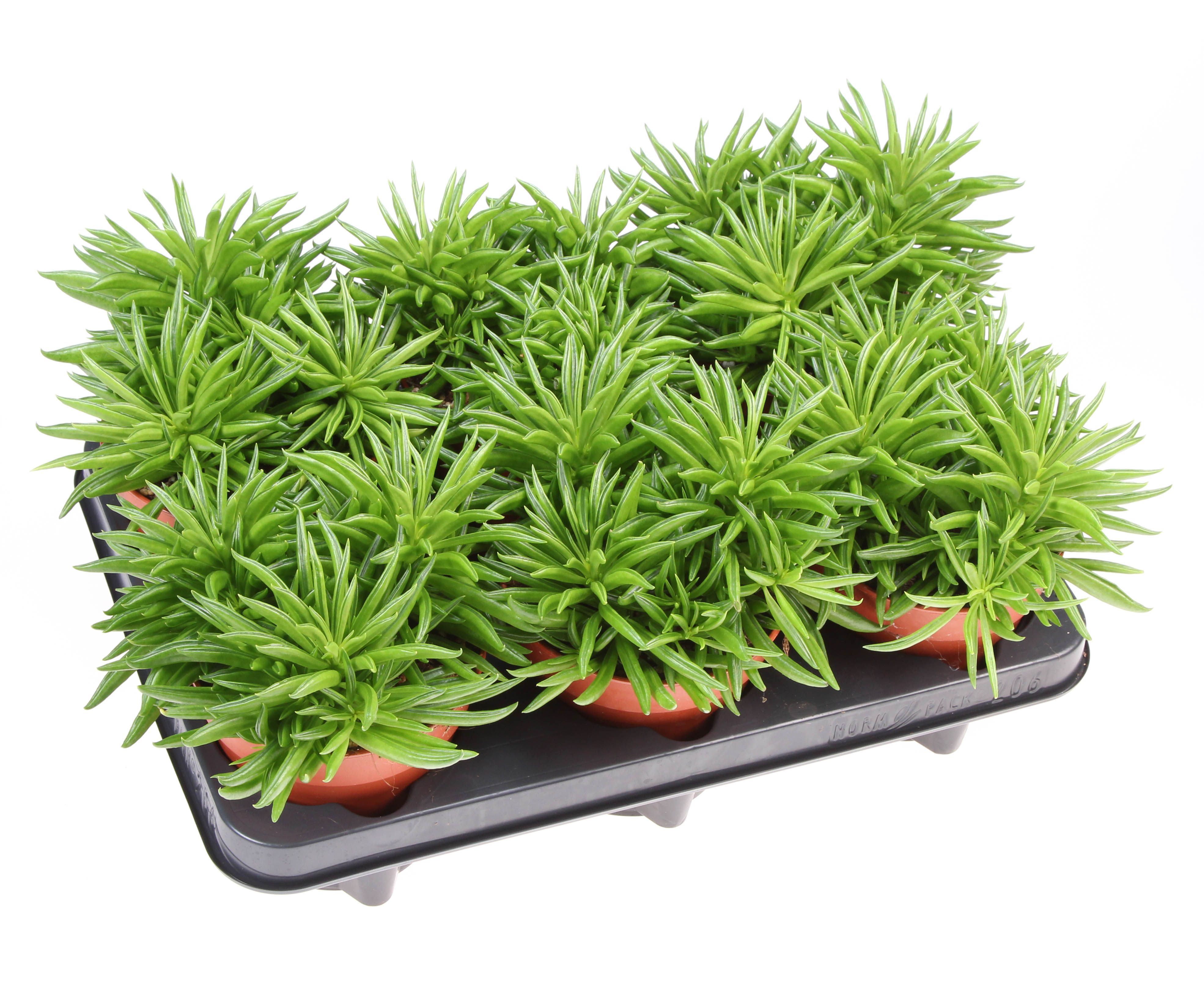 Горшечные цветы и растения оптом Peperomia Happy Bean от 6шт из Голландии с доставкой по России