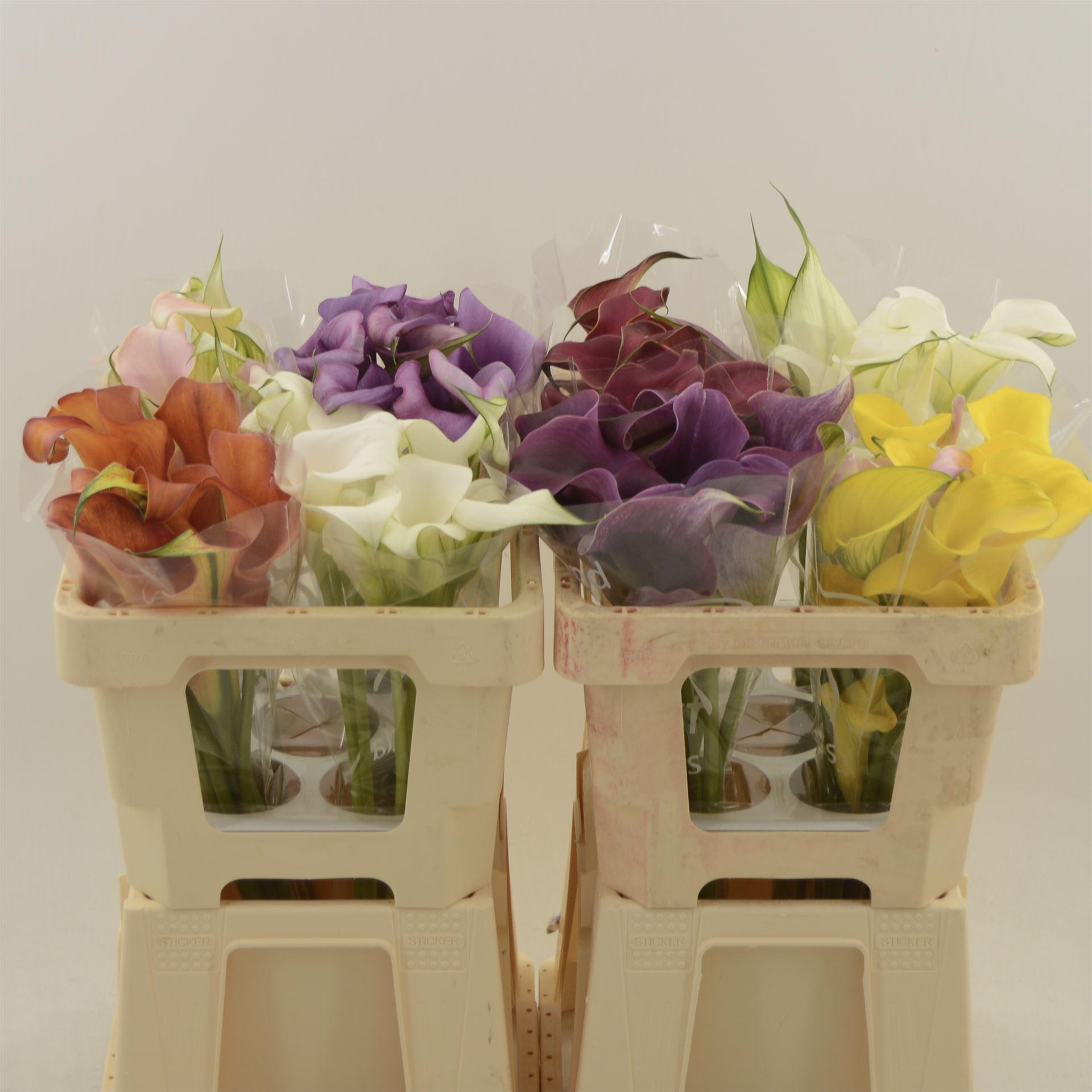 Срезанные цветы оптом Zantedeschia mix double от 40шт из Голландии с доставкой по России