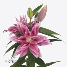 Срезанные цветы оптом Lilium or dbl roselily tosca от 40шт из Голландии с доставкой по России