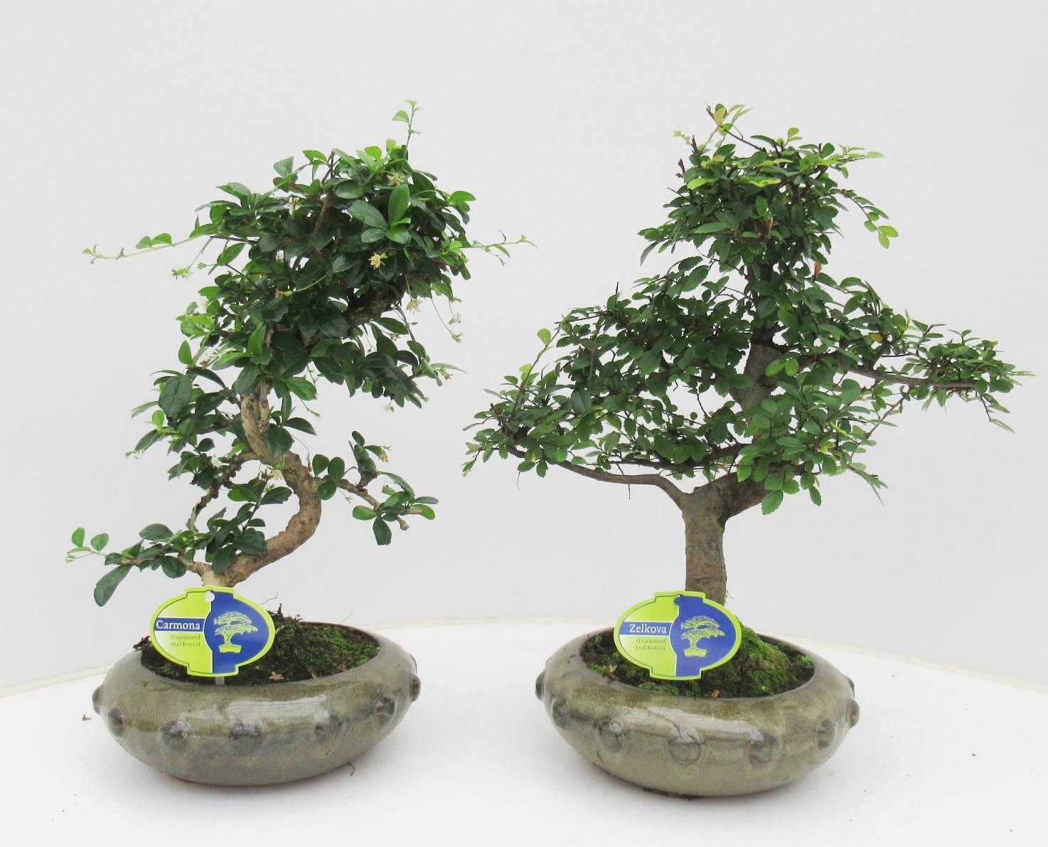 Горшечные цветы и растения оптом Bonsai Mix, Indoor A от 2шт из Голландии с доставкой по России