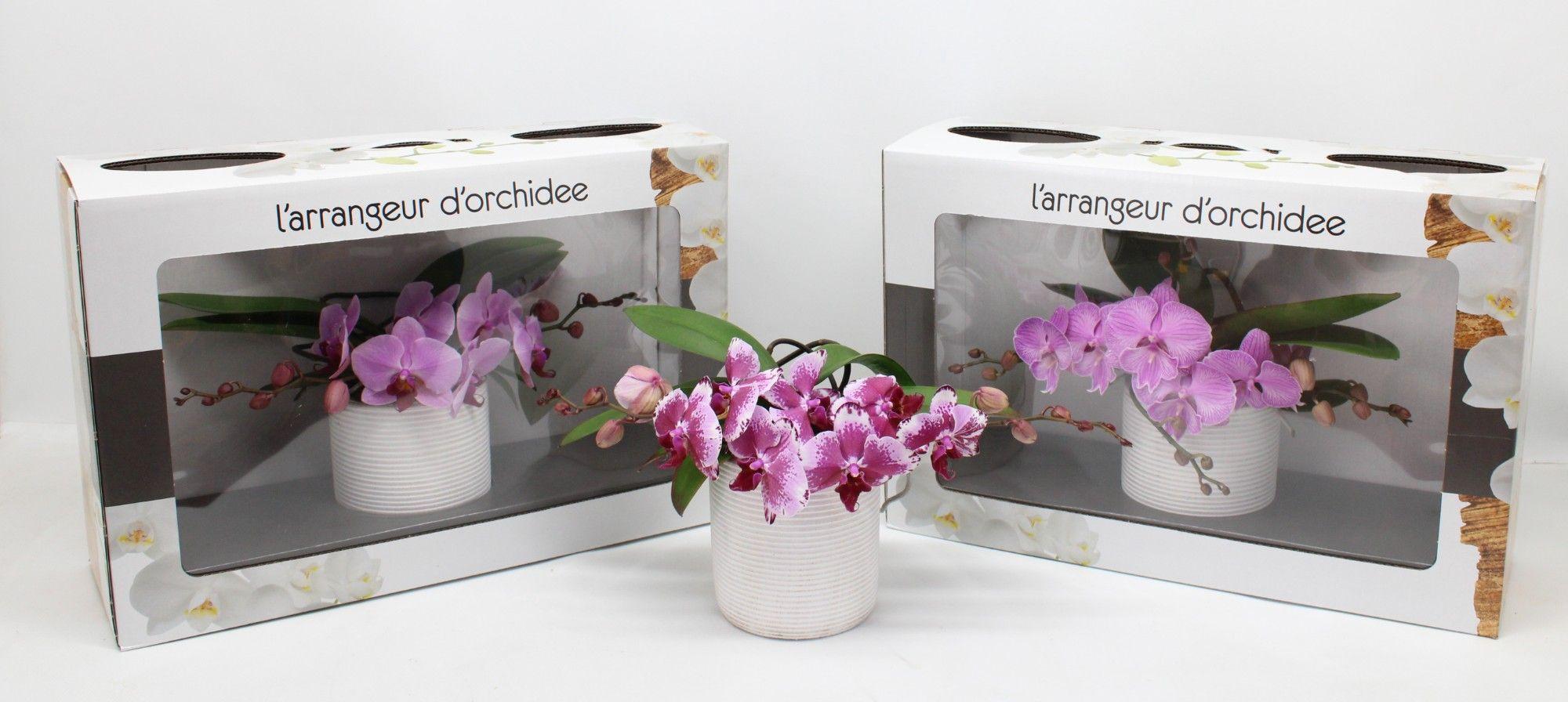 Горшечные цветы и растения оптом Phal Larrangeur Dorchidee Pink (phalaenova) от 1шт из Голландии с доставкой по России